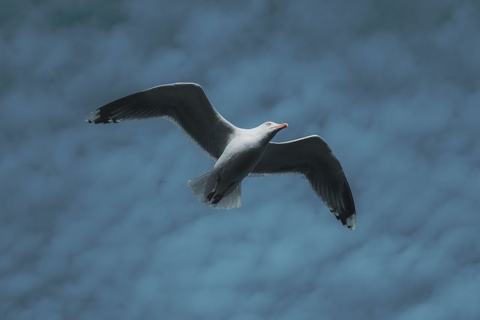 Flugzeiten optimieren: Wann ist der beste Zeitpunkt zum Buchen von Flügen?