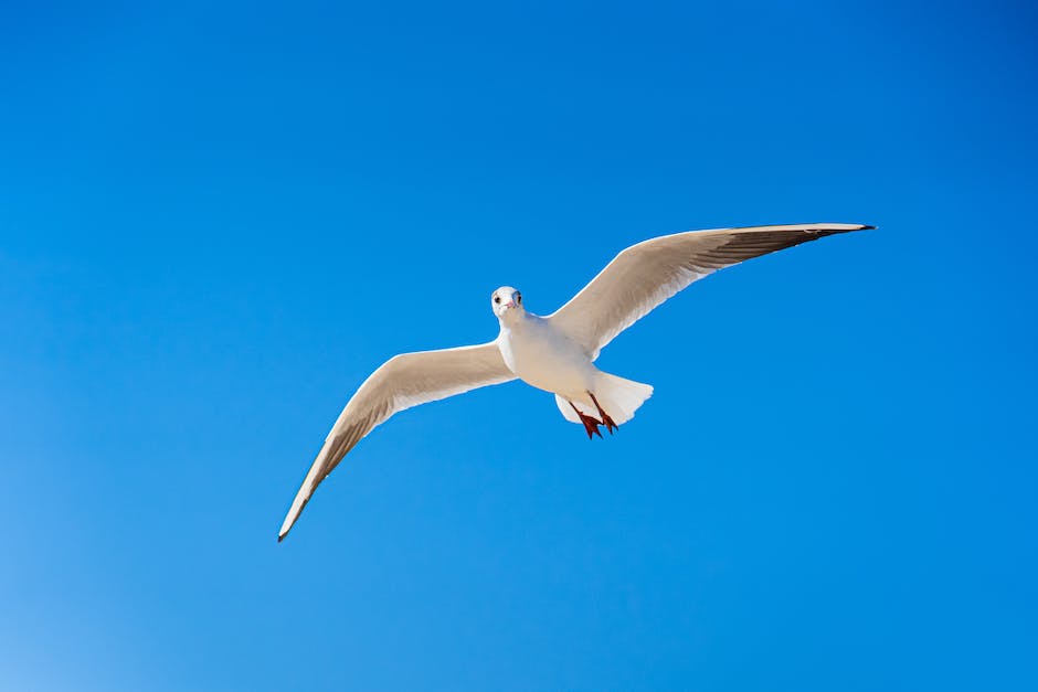 optimale Zeit zum Buchen von Flugreisen