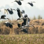 Flugsuche optimieren: Wann ist der beste Zeitpunkt für eine Buchung?