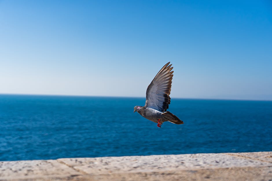  Flugpreise vergleichen und beste Zeit zum Buchen finden