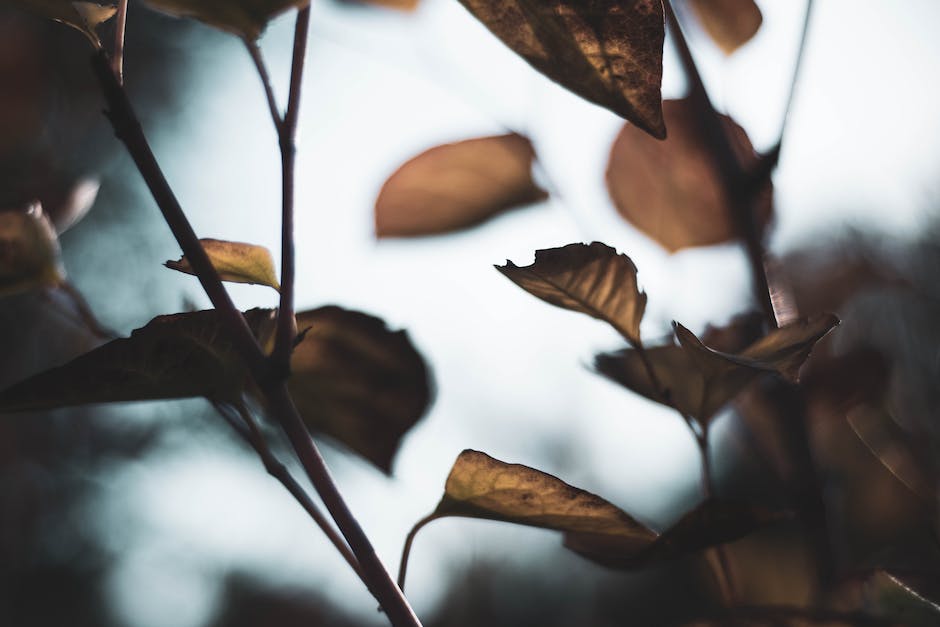 Buchenblätter verlieren im Herbst