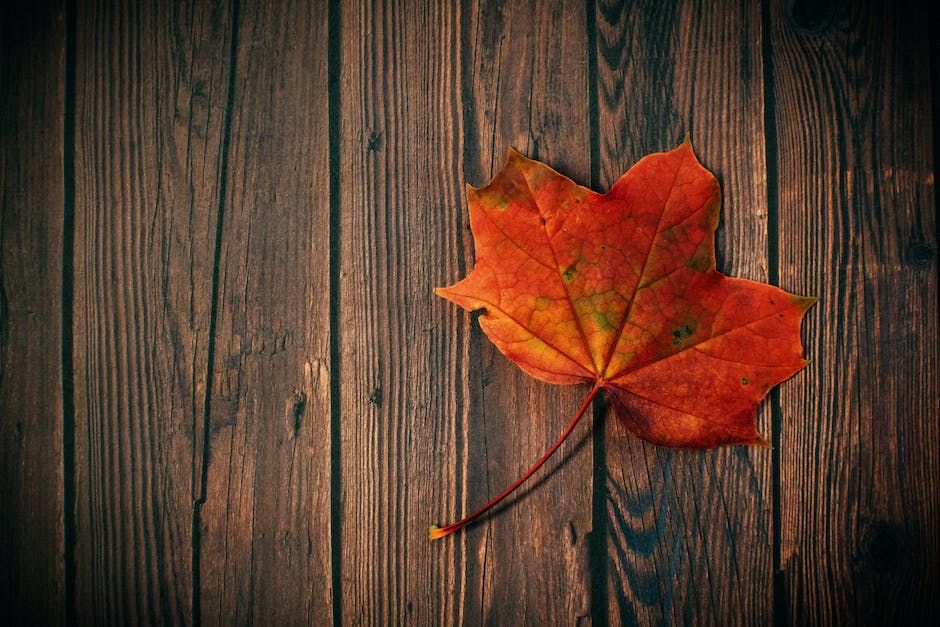 Buchenblätter verlieren im Herbst